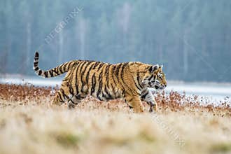 Siberian Tiger running. Beautiful, dynamic and powerful photo of this majestic animal. Set in environment typical for this amazing