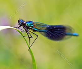 Dragonfly