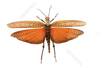 Delightful butterfly
