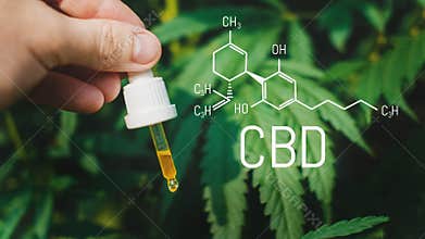 Concept of using CBD oil for Pets, cats, dogs, Cannabidiol Chemical formula, Beautiful background of green hemp with dropper CBD