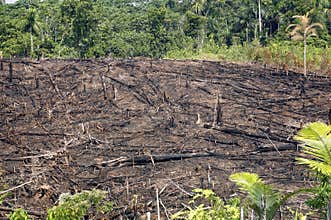 Rainforest burned for agriculture