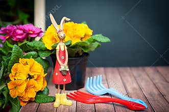 Concept Spring planting on the balcony, in the house, harmony and beauty. Flowers Primula red and yellow and garden tools, space