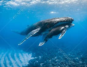 Humpback Whale in Tonga