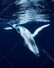 Humpback Whale in Tonga