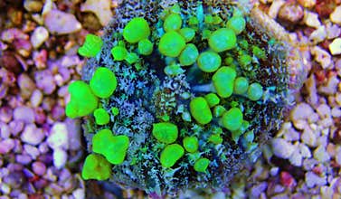 Bio-hazard bounce mushroom ear coral