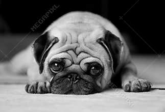 Missing You - Black and White