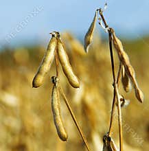Soy beans field