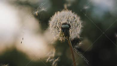 White dandelion blossom gets blown away by the wind
