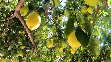 Ripe lemons hanging on a lemon tree. Yellow lemons grow on a tree in the garden. Sun in shining though the branch