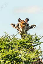 Giraffe in front Amboseli national park Kenya