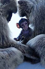 Monkey family