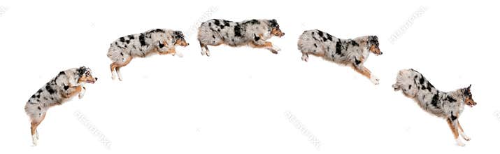 Composition of Australian Shepherd dogs jumping