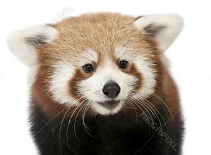 Close-up of Young Red panda or Shining cat