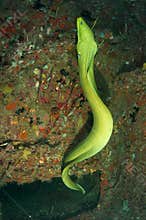 Green Moray Eel-Gymnothorax funebris
