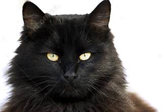 Black cat
