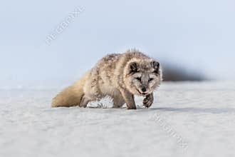 Beautiful arctic fox, standing on a hill in the snow,