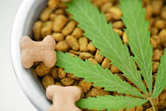 CBD food for Dogs Wellness, Natural supplements for animals and pets with medicine treats like bone. Legal weed products and