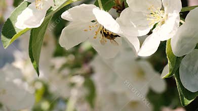 Close up shot of a honey bee hovering in spring blossoms