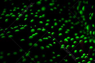 Fluorescent Tentacles of Anemone on Coral Reef
