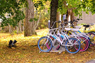 Colorful bicycles in sunny autumn park