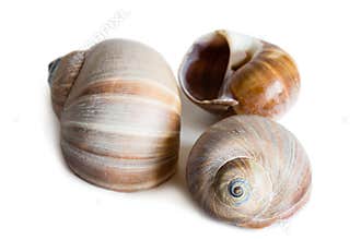 Shell gastropod mollusk Cryptonatica janthostoma