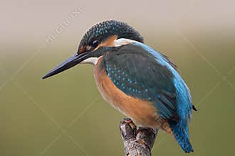 Kingfisher (Alcedo atthis)