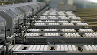 Egg factory industry poultry conveyor production