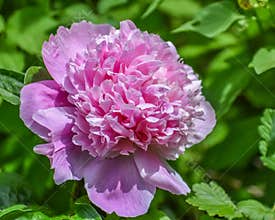 Pink Peony in Full Bloom