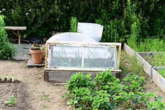 Plants and vegetables garden is growing
