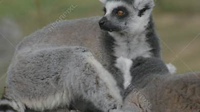 DUBBO, AUSTRALIA- FEB, 2, 2013: two lemurs grooming