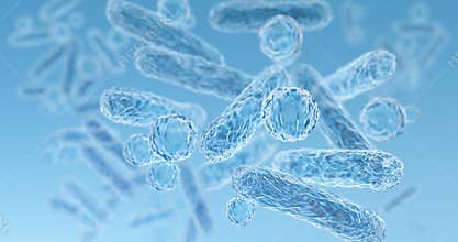 Gram-negative rod-shaped bacteria, part of intestinal microbiome and causative agents of different infections