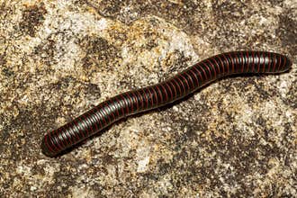 a Narceus americanus American giant millipede an arthropod native to eastern part of north america.