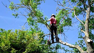 Standing on a branch up a tree