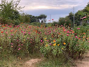 Zinnias at Seven Islands State Birding Park
