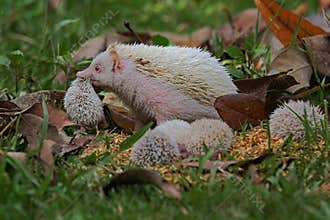 A pygmy hedgehog mother Atelerix albiventris is walking on the grass with her two babies