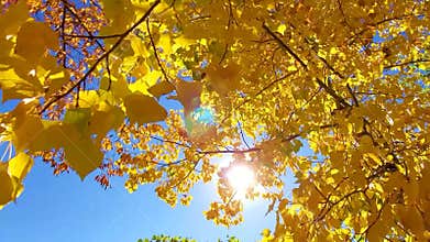 Sunlight shinning through vibrant yellow autumn leaves in the wind