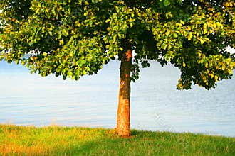 Single tree