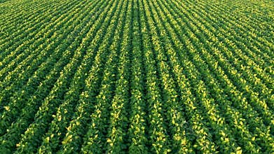 An aerial shot of soybean field ripening at spring season.