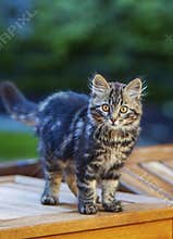 Tabby Kitten with Gold Eyes