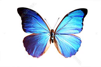 Blue Morpho