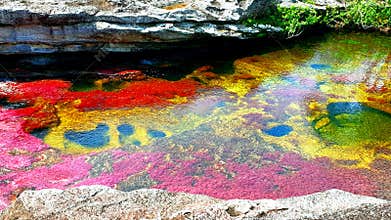 The most picturesque multi colored river in the world, Cano Cristales, Serrania de la Macarena National Park, Colombia