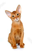Red abyssinian kitten sits isolated on white