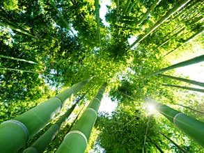 Bamboo forest