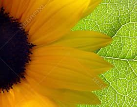 Bright Sunflower