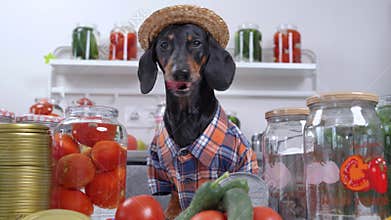 Funny little dachshund wearing checkered shirt and straw hat lapping up the transparent liquid in glass jar with