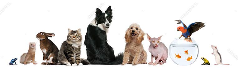 Group of pets sitting in front of white background