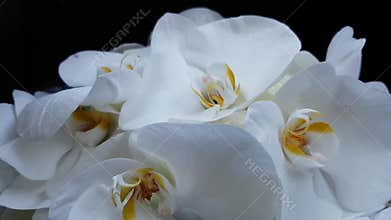 Beautiful bright large white orchids on a black background. Delicate flower petals swaying in the wind. Bridal bouquet, wedding