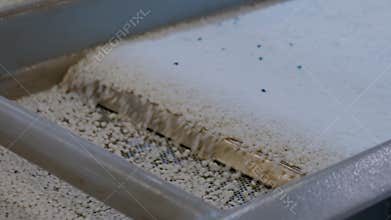 Recycled plastic granules on automatic conveyor belt