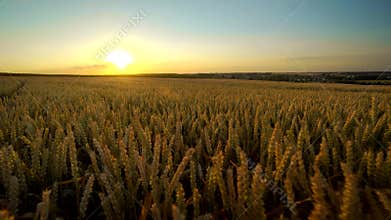 Wheat field. Golden ears of wheat on the field. Background of ripening ears of meadow wheat field. Rich harvest