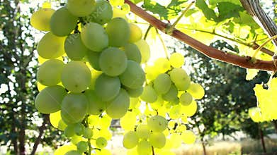 Ripe bunches of green grapes. The rays of the summer sun shine through the foliage leaf. Nature in a golden hour